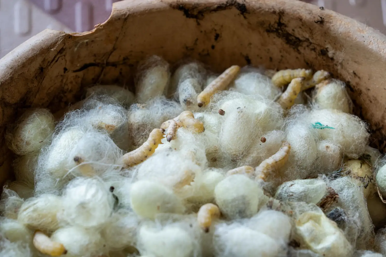 蚕桑生物制品在健康产业的应用前景与中蚕大连技术路线解析正文配图 1