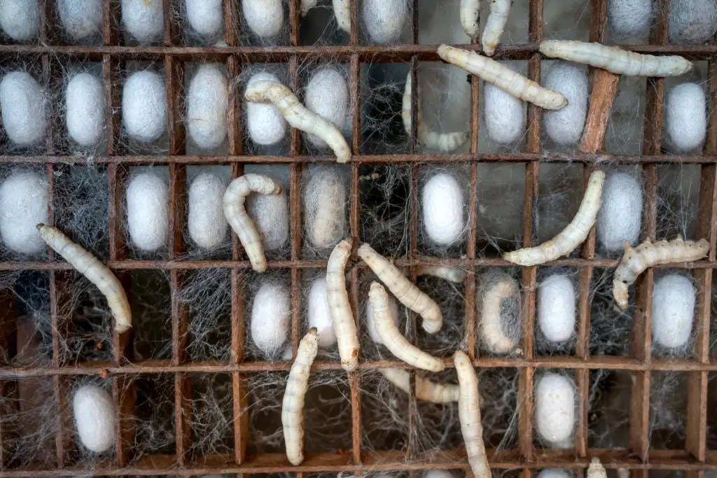蚕桑生物制品活性成分提取工艺与质量控制要点解析正文配图 1